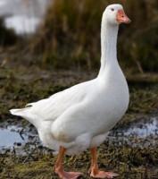 Ptačí chřipka v ČR, aktuální informace